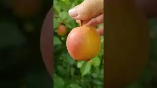 груша Красуля
