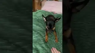 Кузя дурачок #собака #рекомендации #тойчик #хочуврек #животные #cute #funny #dog