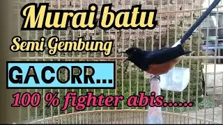Murai batu semi gembung gacor
