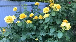 Новый процесс ,схема от Анны Смит (Белые тюльпаны 🌷 )!!