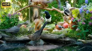 Squirrel and Bird Watching👀 10 hours Nature Fun for Cats & Dogs & All Humans Alike