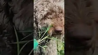 Что это за чудовище?