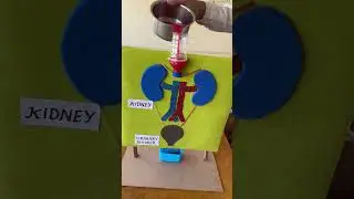 Working model of kidney 