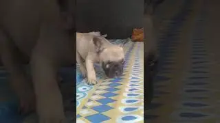 Naiked female hot pug searching for