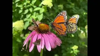 Purple coneflower is a pollinator magnet