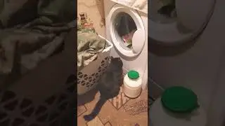 Стирка забавляет кота