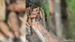Поездка в лес и улов. Спасибо за 60 подписчиков!