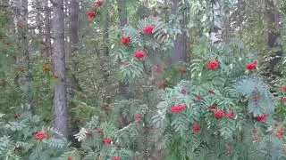 Лес