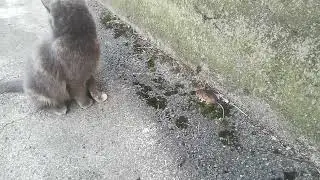 Охотница