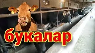 Мол бокиш бизнеси! Новвос бокиш сирлари! Букаларни семиртириш!