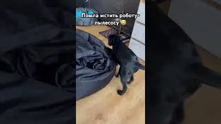 Это их разборки…. 😂 #dog #собака #собаки #лабрадор #животные #puppy #топ #labrador #love #dogs