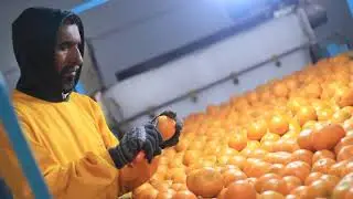 How to Polish Orange | Sargodha Kino Malta | Tangowali