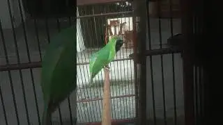 BURUNG CUCAK IJO
