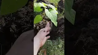 Growing Green: Planting Catalpa Trees in Ohio & Michigan from Seeds | Native Tree Care 