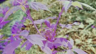 relaxing videos 2 (by. lazhechki.mp4)