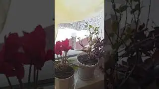 Контраст - сніг і квіти.