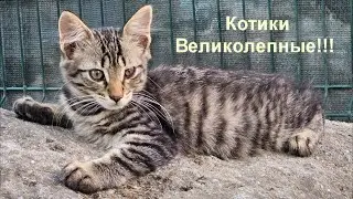 Котикам 4-й месяц!