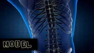 Model of the Human Body | Fitness in the Gym