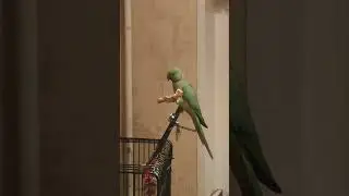 попугай ест пиццу. Полезно или вредно?!🤢🤷😱 #попугай #shorts