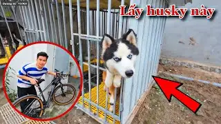 Dương KC | Đổi Xe Đạp 10 Triệu Lấy Chó Husky Ngáo Của Nhất kt