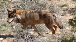 Visitamos el parque de fauna de La Maleza para ver lobos / Donde ver animales en Teruel