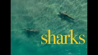 swimming with sharks from above