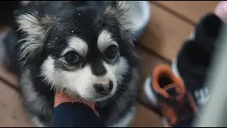 ПОТЕРЯЛАСЬ СОБАКА /  УТОНУЛ?