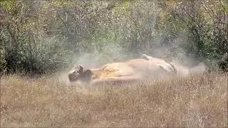 Altamiruco