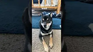 Zoey the Shiba inu doesn’t like wind