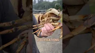 Freediving for CRAB in Washington - Three Legal Requirements #Shorts