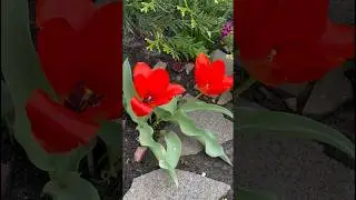 ПРИВІТ З ДОМУ: МІЙ САДОЧОК БЕЗ МЕНЕ 🌳💚🪻 