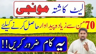 How to get maximum yield for late sowing rice crop | Rice Farming || Apna Kisan Pakistan