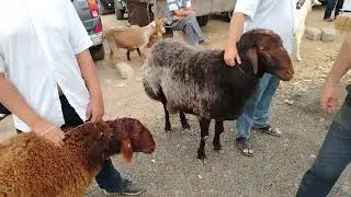 MAŞTAĞA. QOYUN. KEÇ. BAZARI.  21 07   2024. 🐑🐐.           🇦🇿