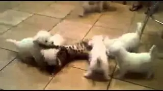 Прикол с котом XD