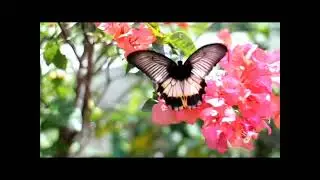 relaxing music for mediation or sleep
