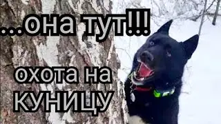 охота на куницу 2024г