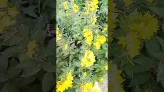 Вербейник точечный или Лизимахия точечная 💐 flowers  loosestrife