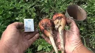 Winter family shallot (sorokozubka). Harvest 2023.
