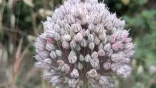 Per fare un fiore