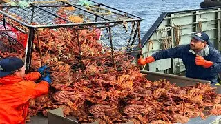 Catch Hundreds Tons Crabs With Modern Big Ship, Automatic Crab Processing Line