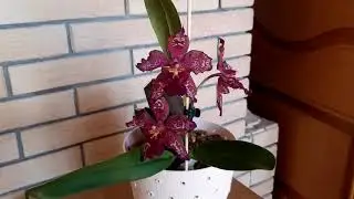Цветение Одонтоглоссума Purple Rain