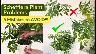 ✅ Schefflera Plant Care Problems ❌ 5 Mistakes To AVOID! | Umbrella Plant Care Tips