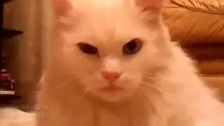 Кот  Вот это взгляд!