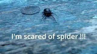 Spider Attacks! #halloween #scary