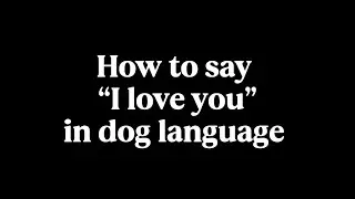 How to Say “I Love You” in Dog Language