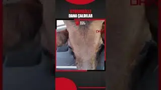 Adana'da polisin 'dur' ihtarında uymayıp kaçan otomobilde çalıntı dana ele geçirildi.