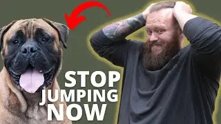 HOW TO STOP BULLMASTIFF FROM JUMPING