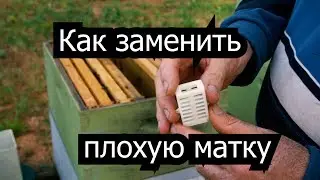 Пасека #35 Как заменить плохую матку ? Пасека. Пчеловодство.