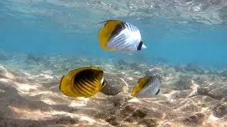 Море, рыбы и лебедь с полотенца. Стандартный отдых на море. Часть 8.