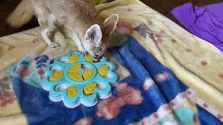 Smart Cute Fennec Fox Solves Dog puzzle for treats